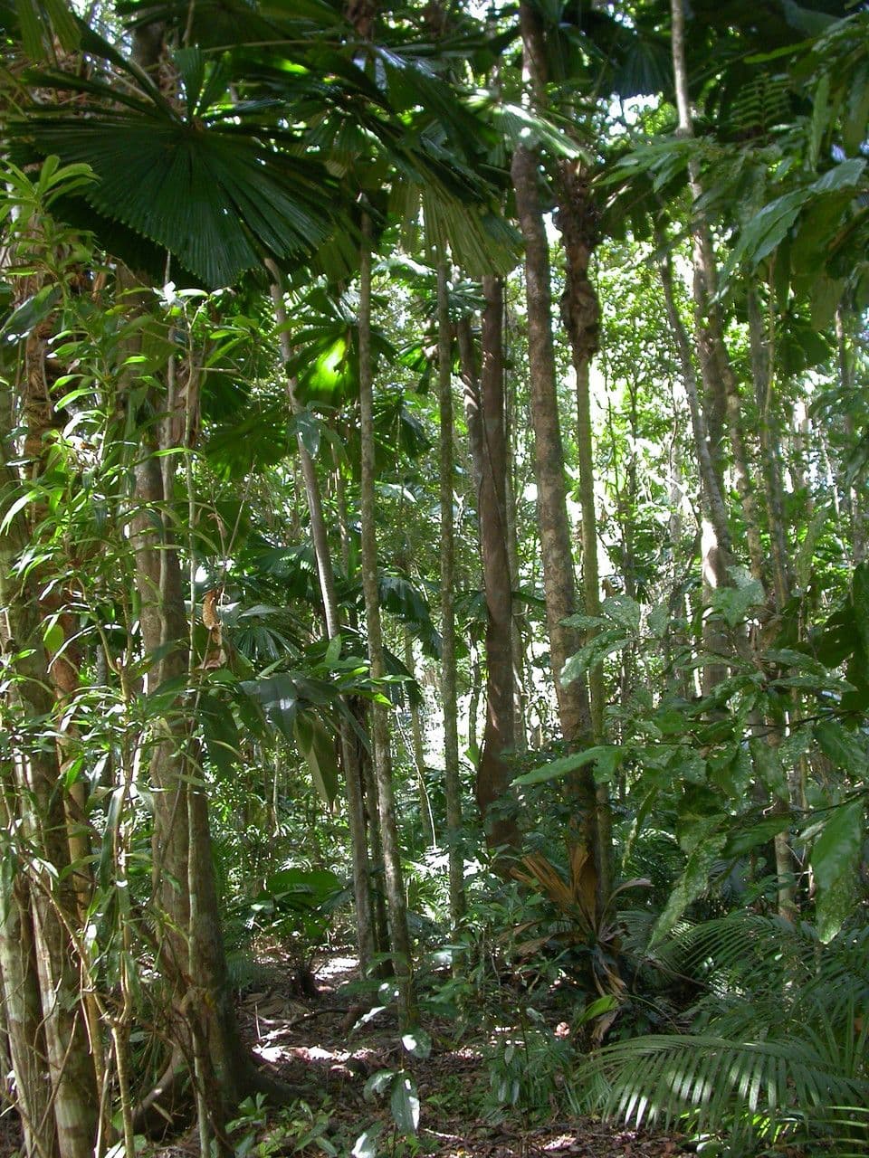 Licuala