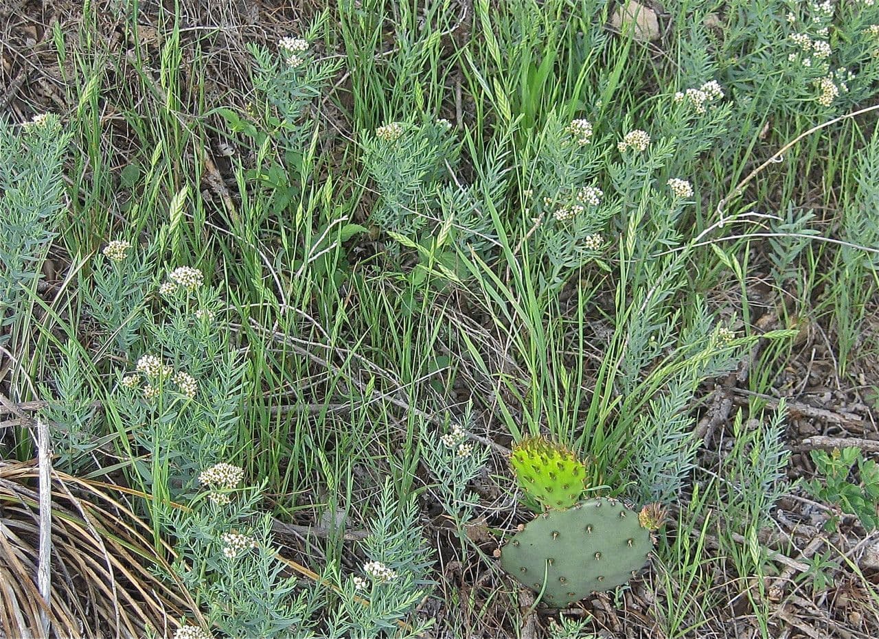 Comandra umbellata 9