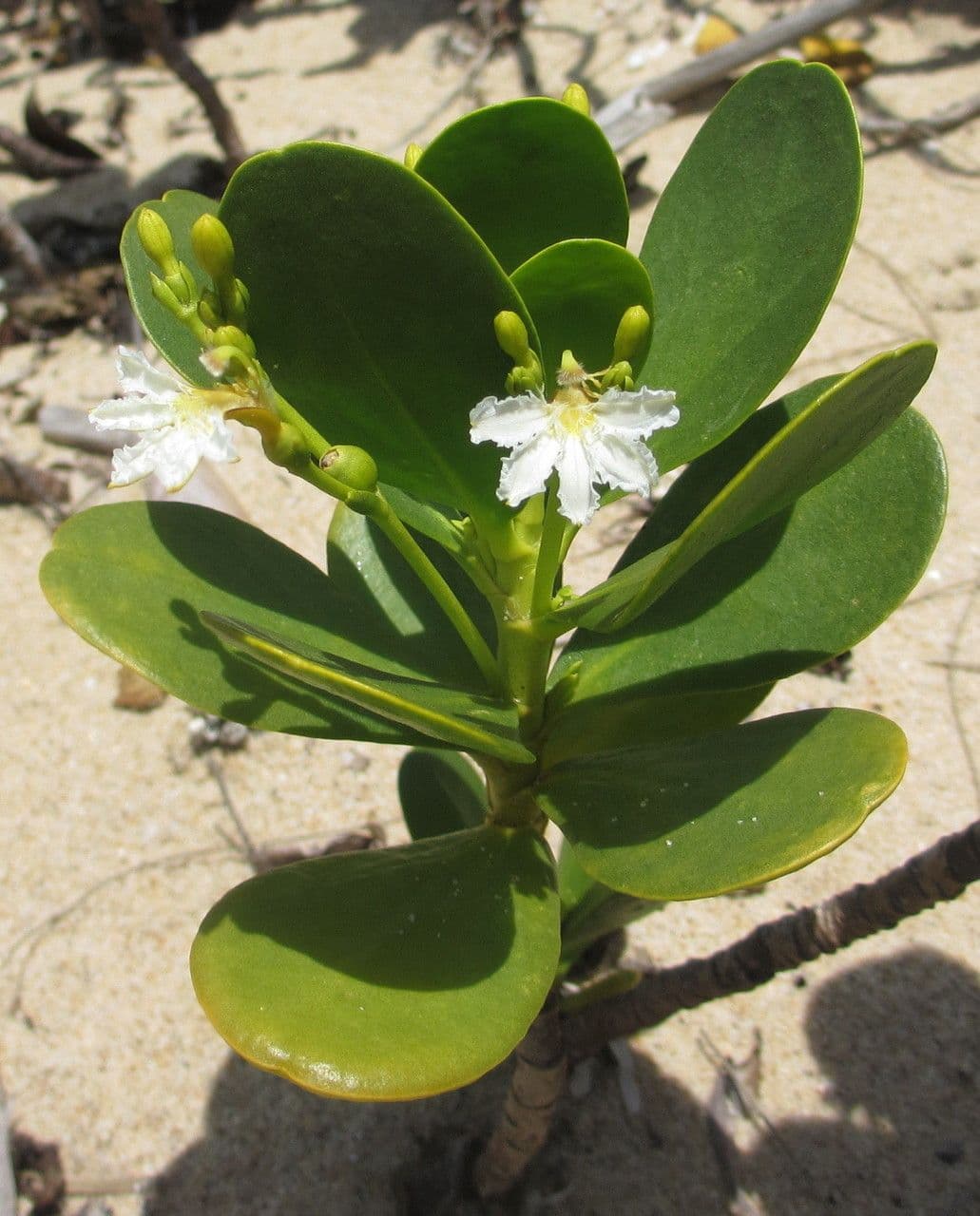 Scaevola 11