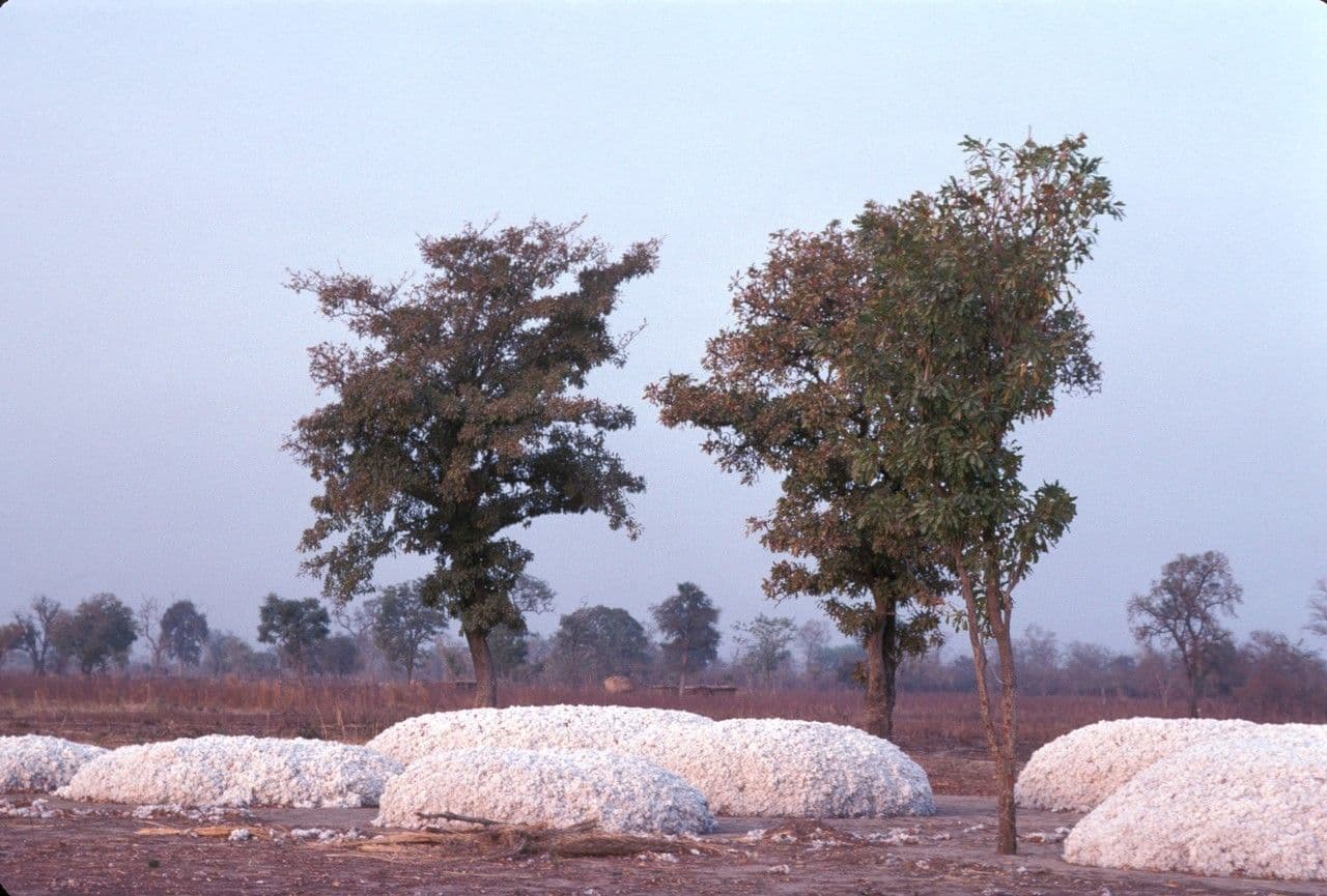 Karité 3