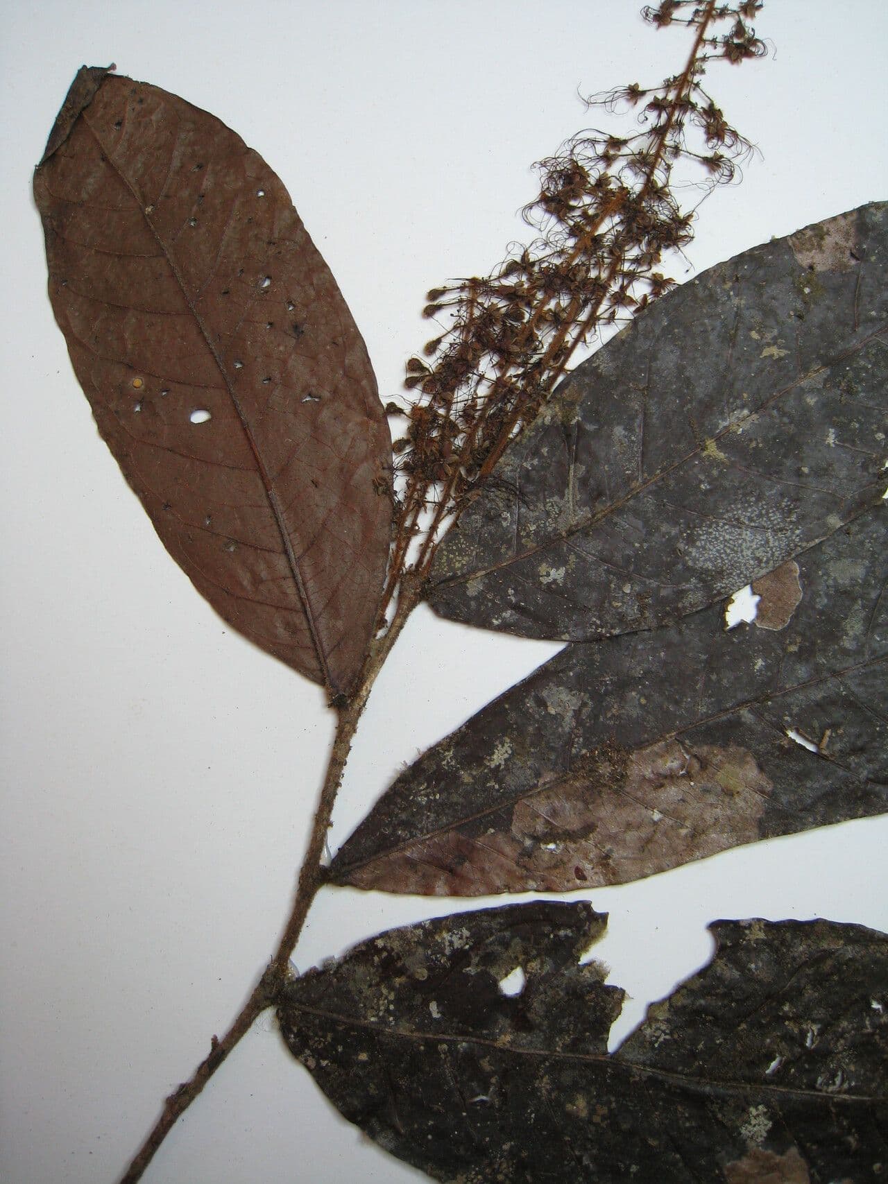 Hirtella 5