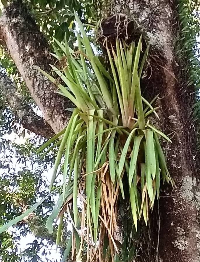 Aechmea