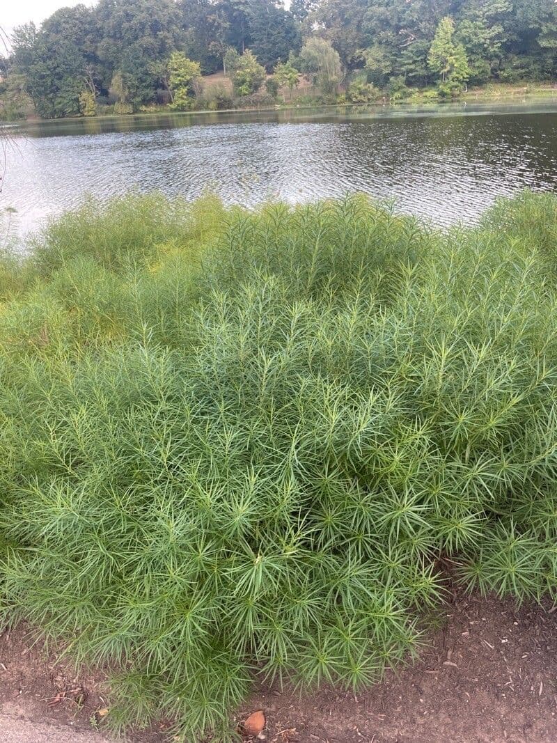 Amsonia 13