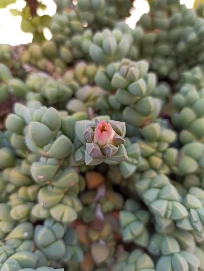 Corpuscularia 2