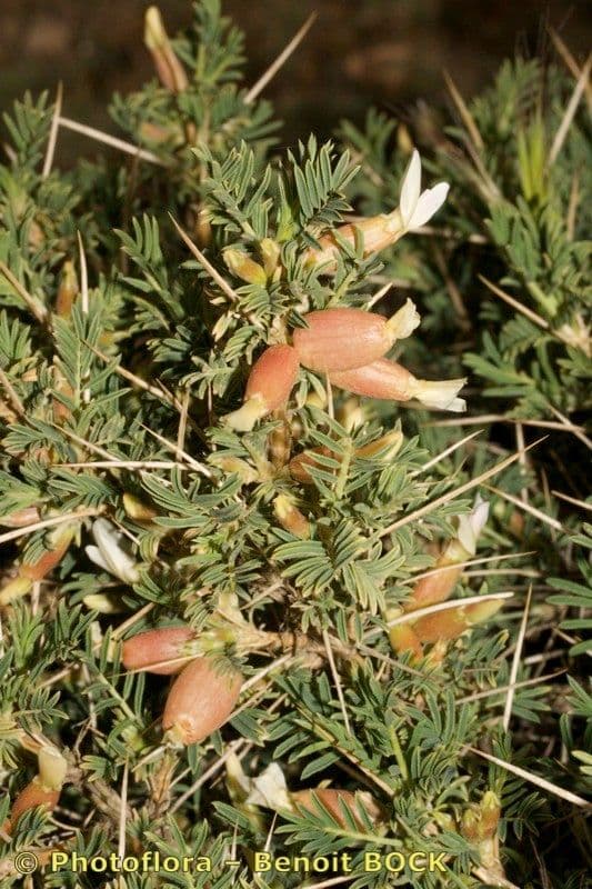 Astragalo 25