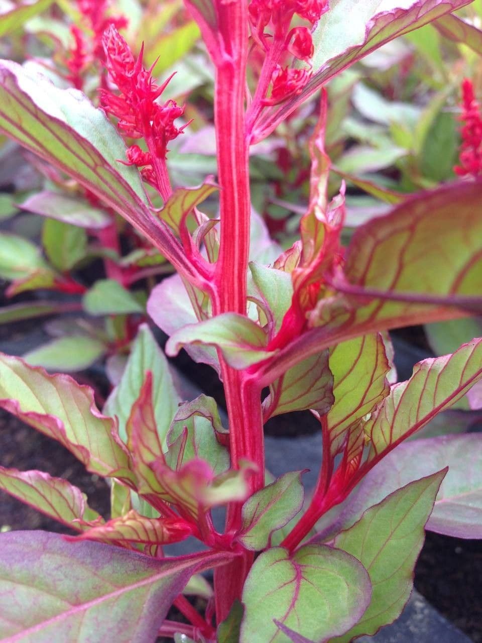 Celosia argentea 22