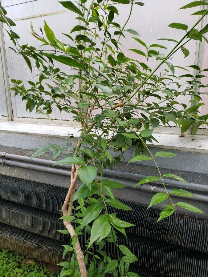 Gelsomino simplicifolium