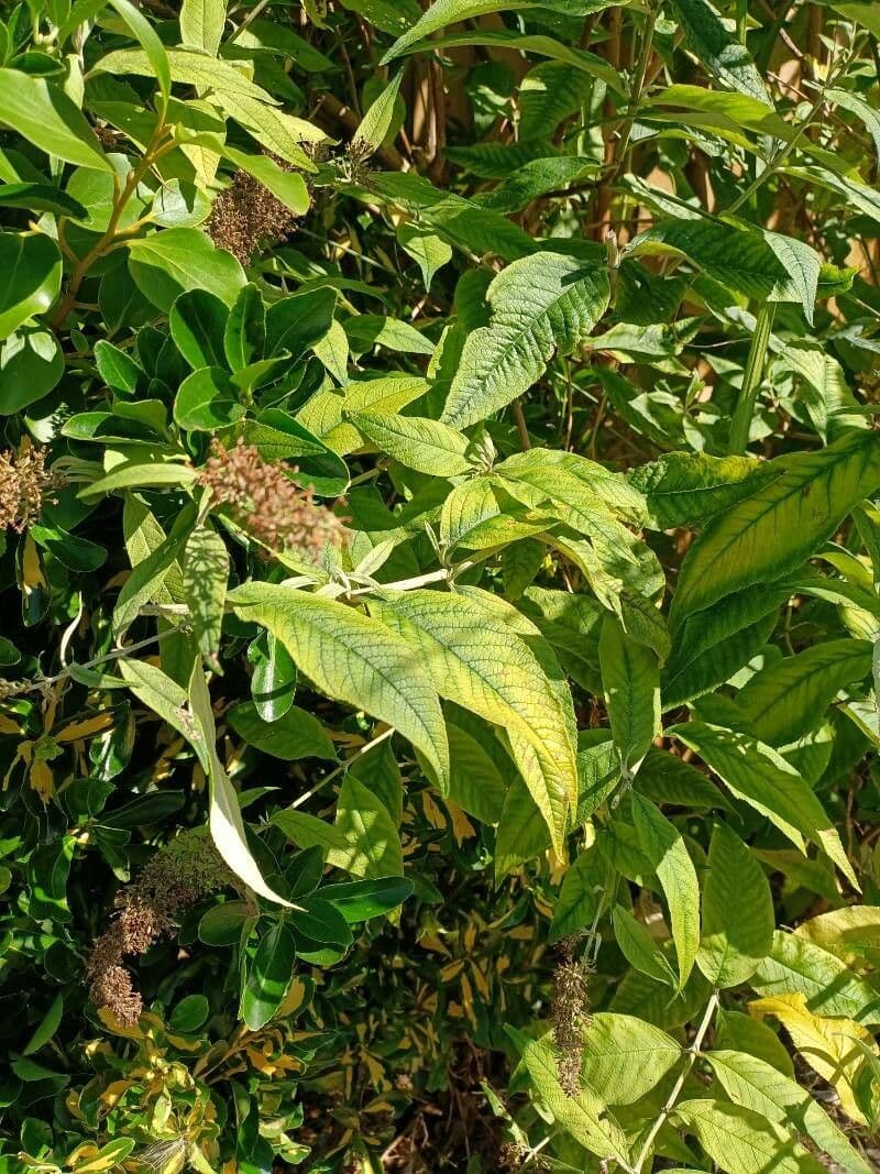 Buddleja 14