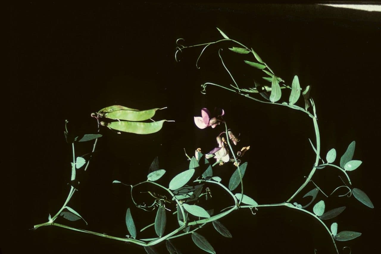 Vesce 6