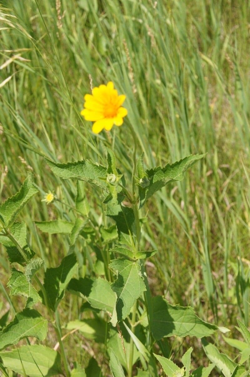Girasole occidentale 15