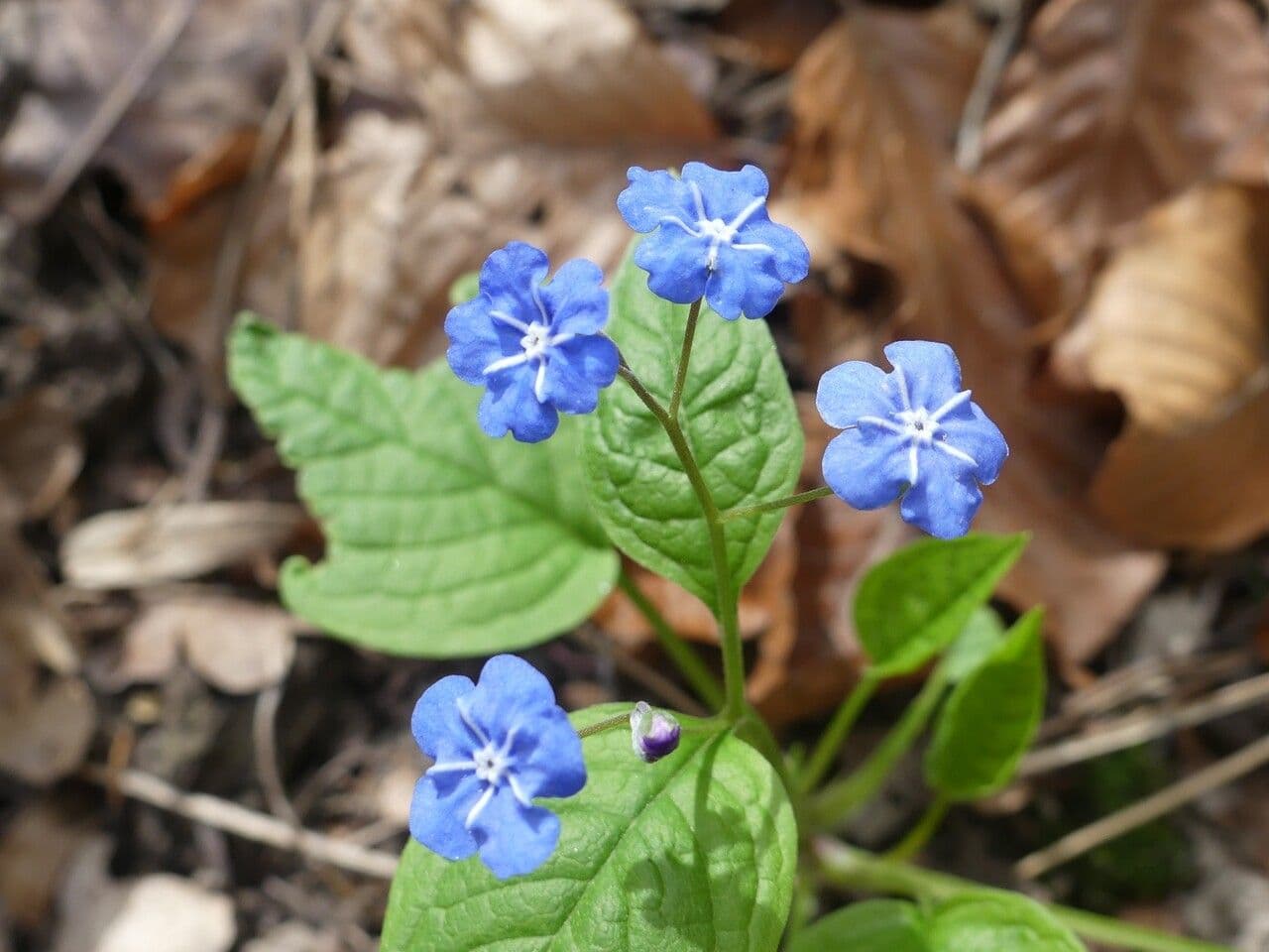 Omphalodes verna 4