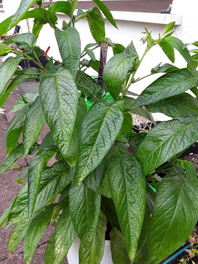 Pepino 12