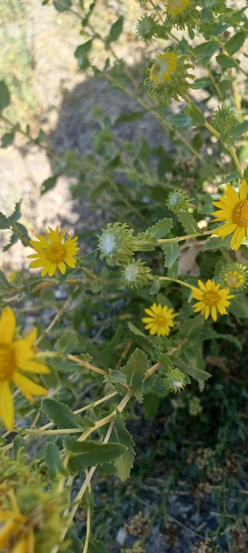 Grindelia