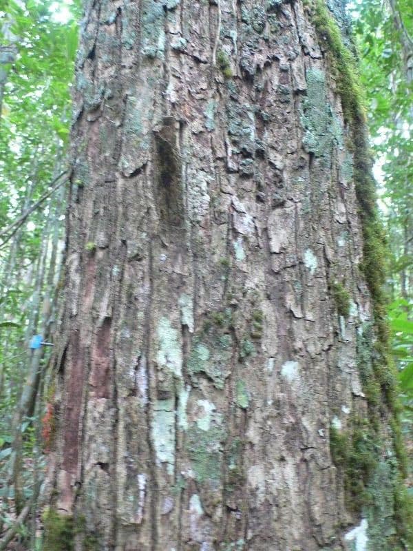 Manilkara 10