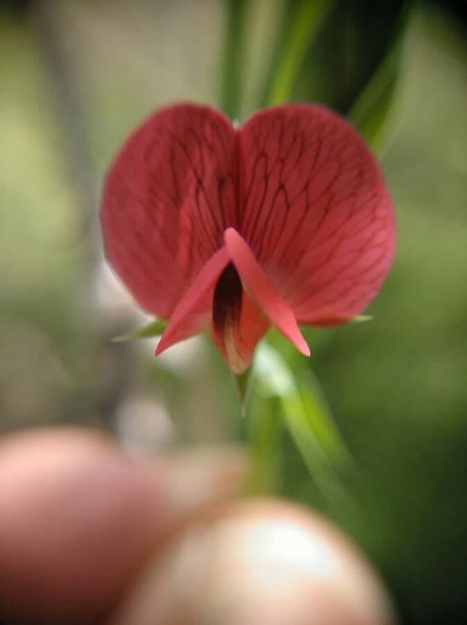 Cicerchia 8