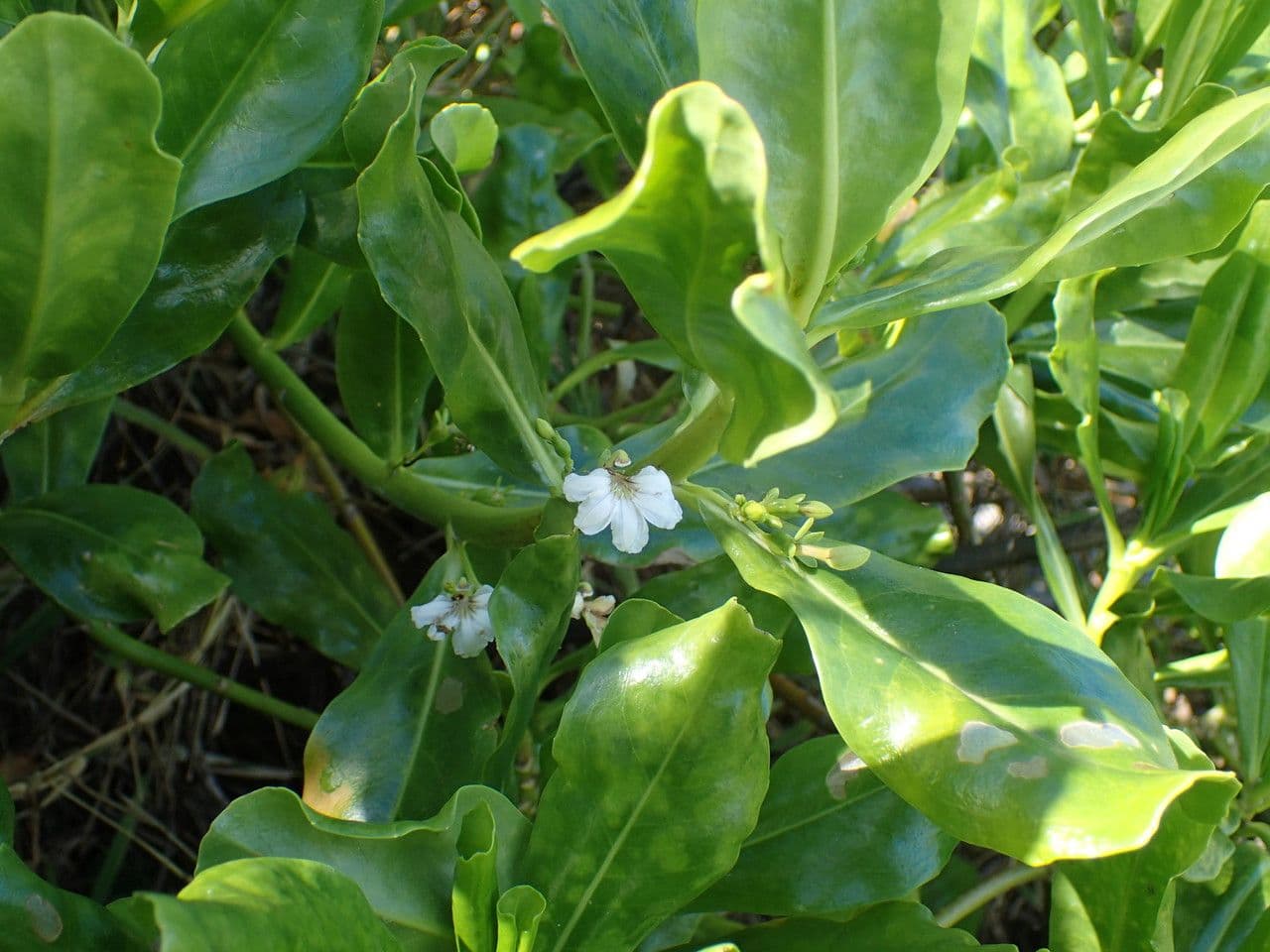 Scaevola taccada 29