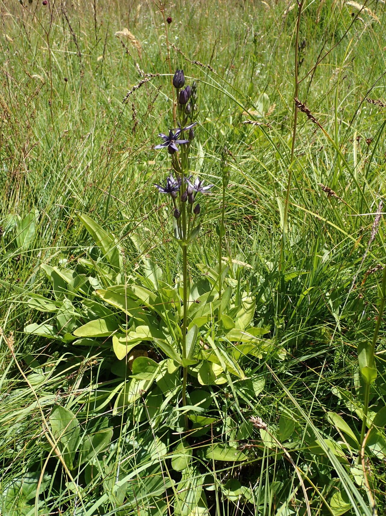 Suertia 9