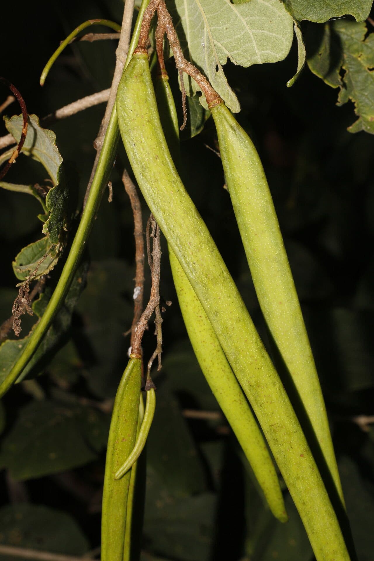 Fridericia 5