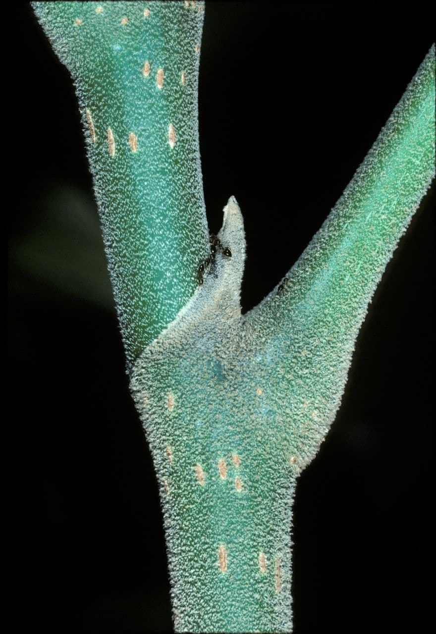 Schefflera