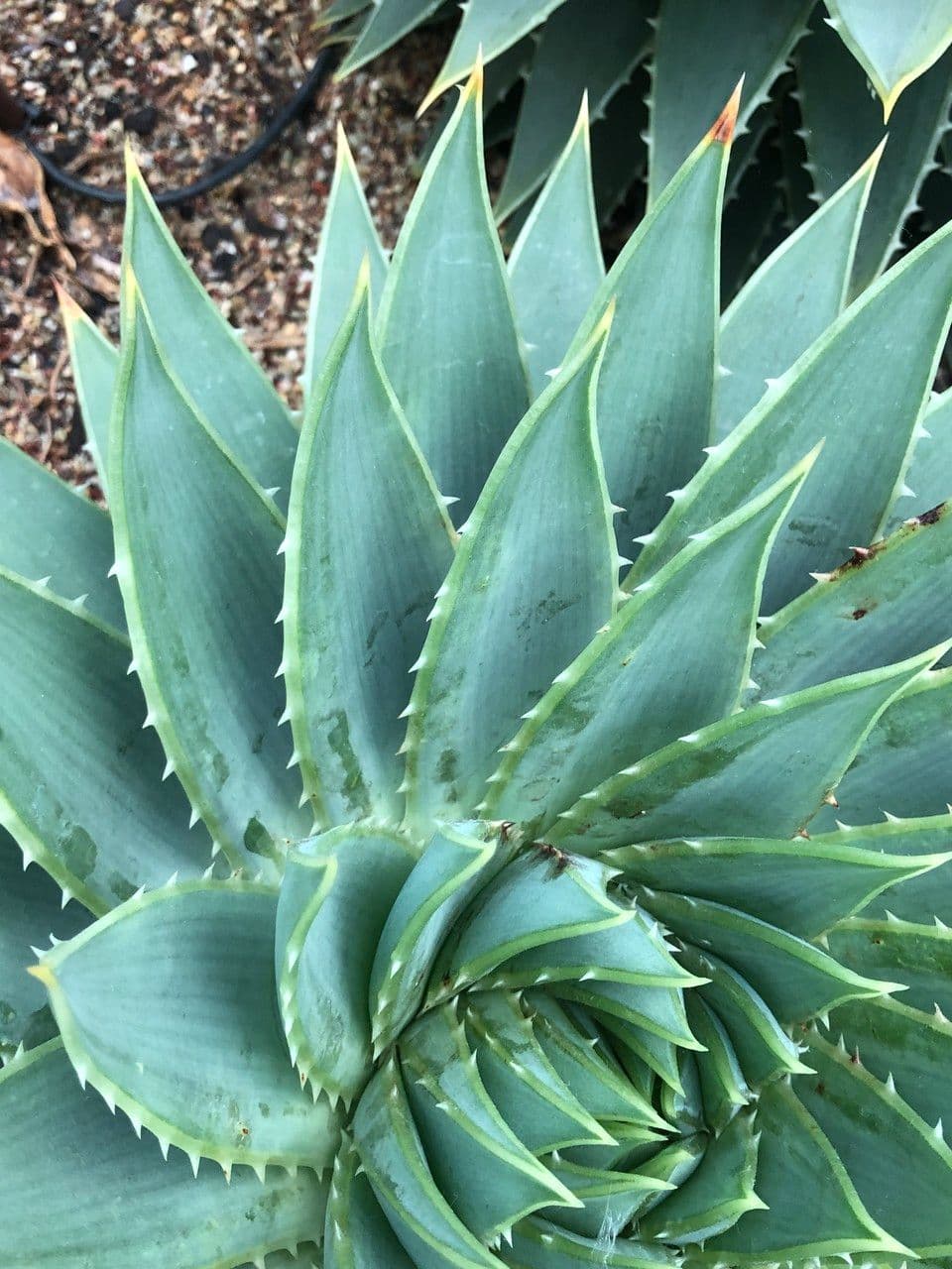 Aloe a spirale 5