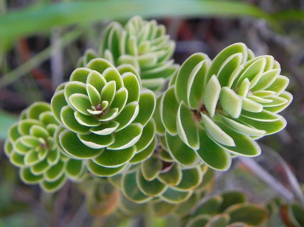 Cyathopsis 18