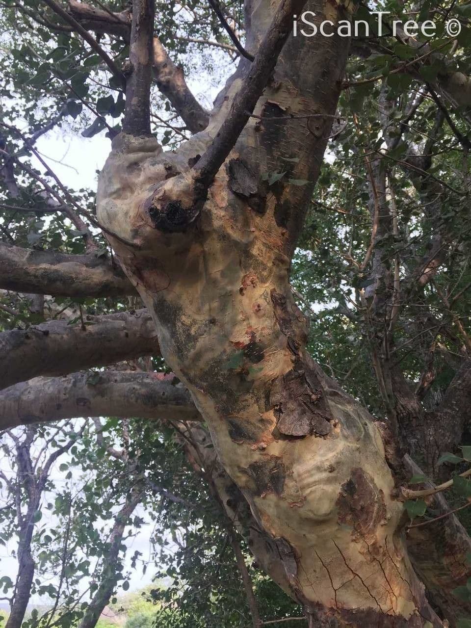 Sterculia 25