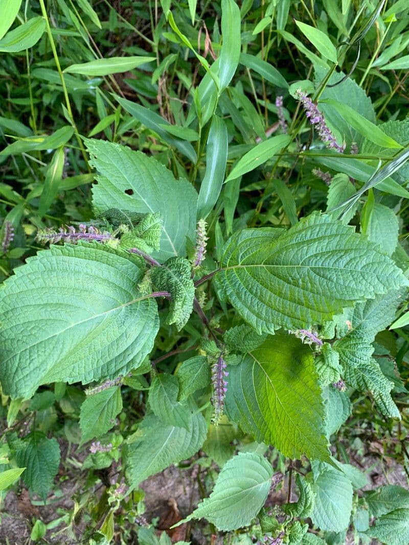 Aloysia 6