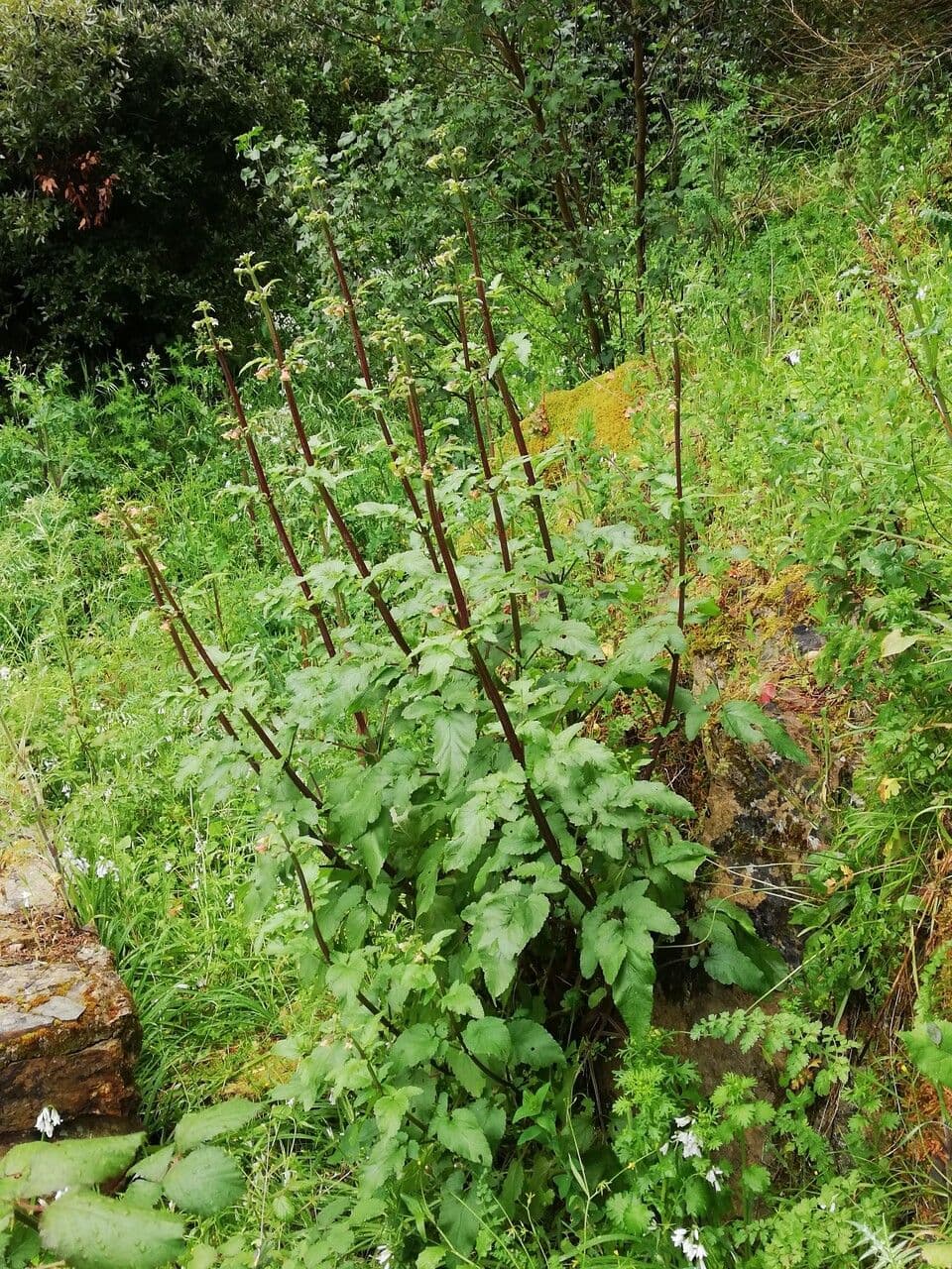 Scrophularia 18