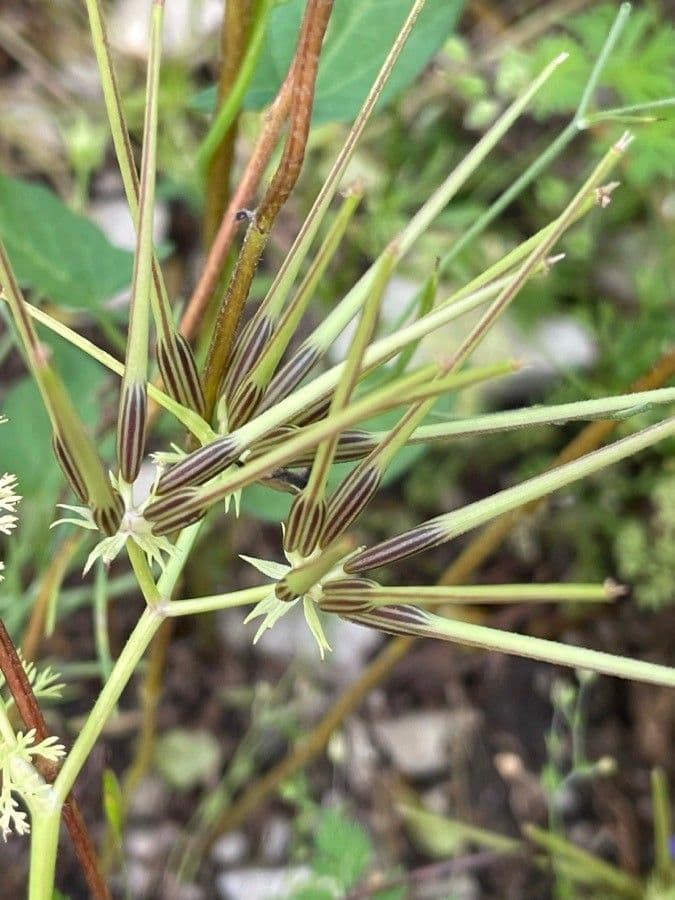 Perifollo austral 10