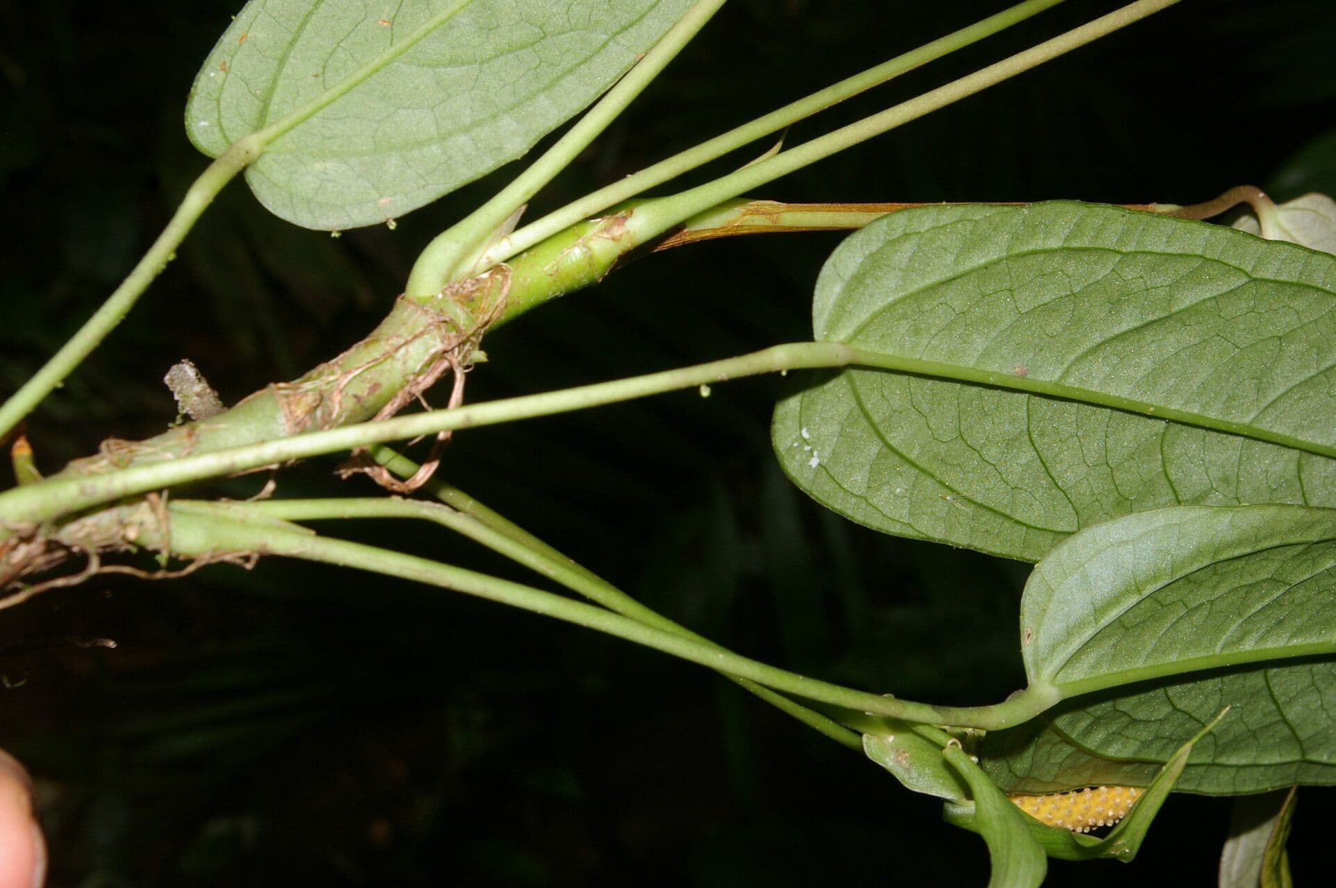 Anthurium a spata piccola 14