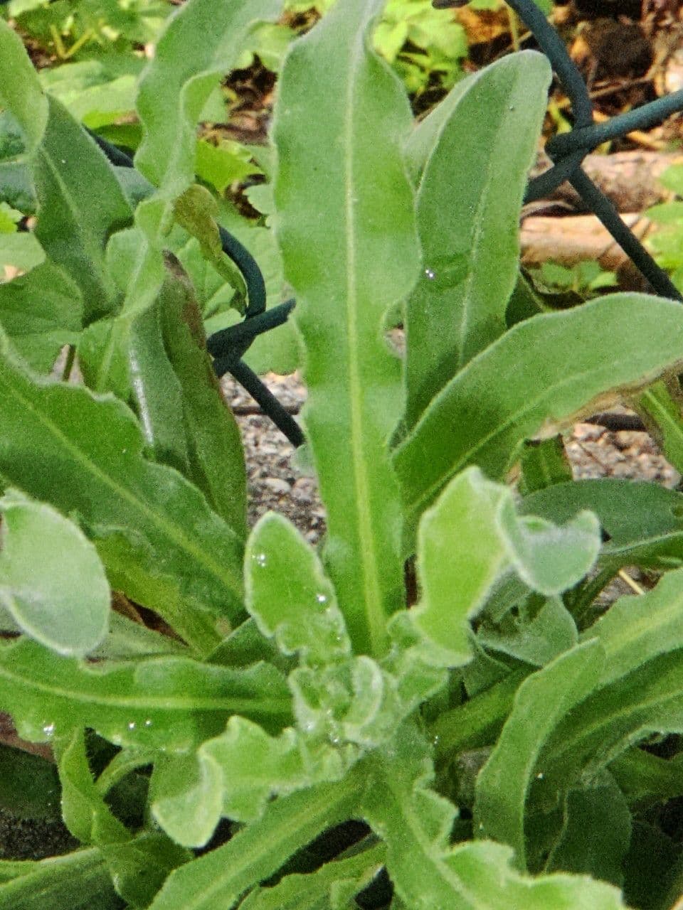 Acker-Ringelblume 20