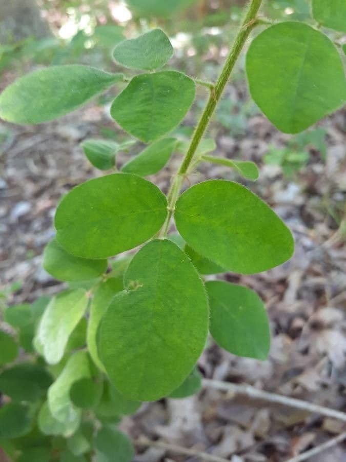 Lespedeza lysá 17