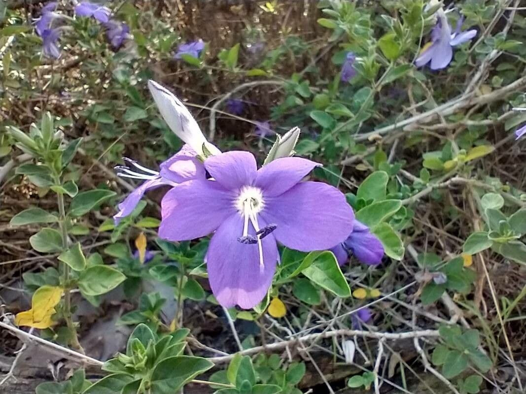 Barleria 2