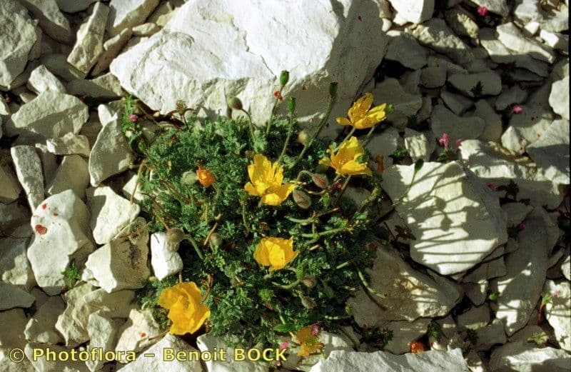 Alpen-Mohn 22