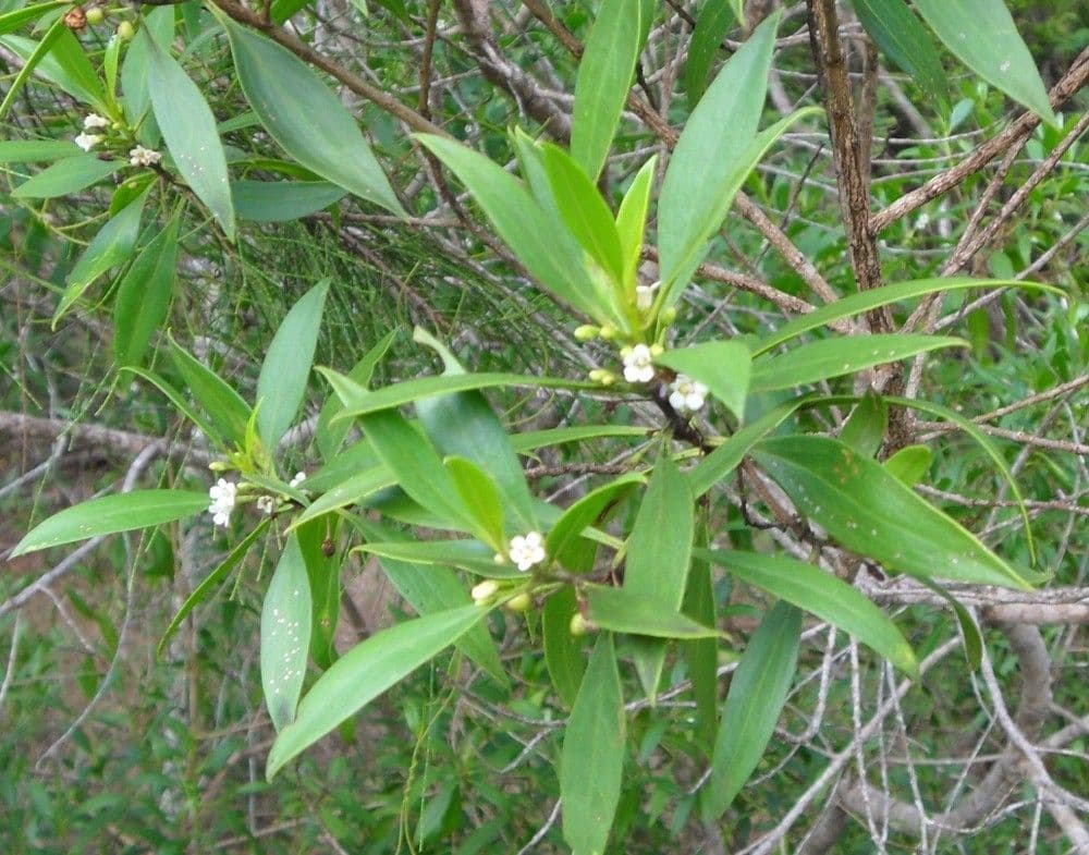Schlankblättriges Myoporum 11