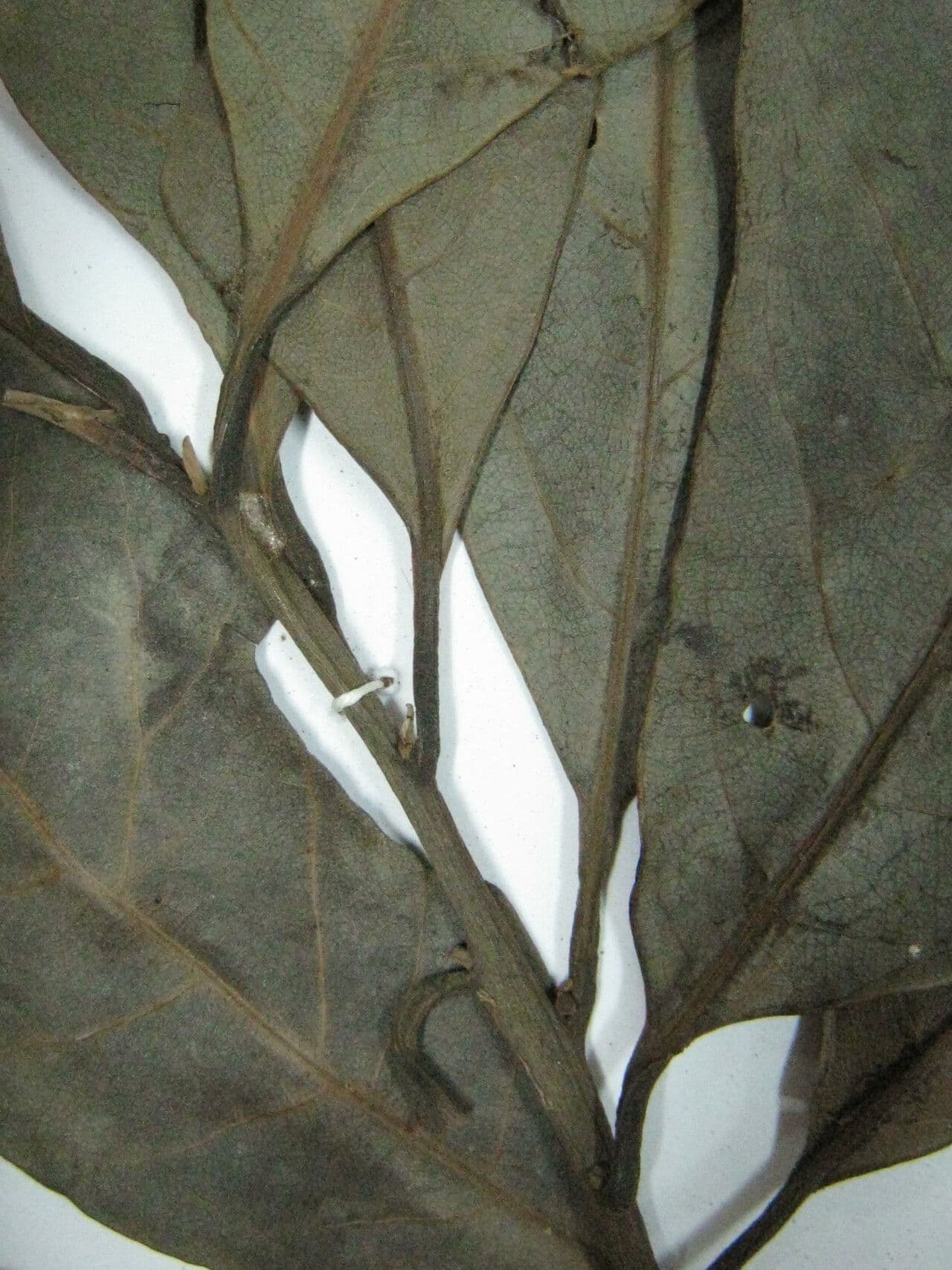 Laurel espada 21