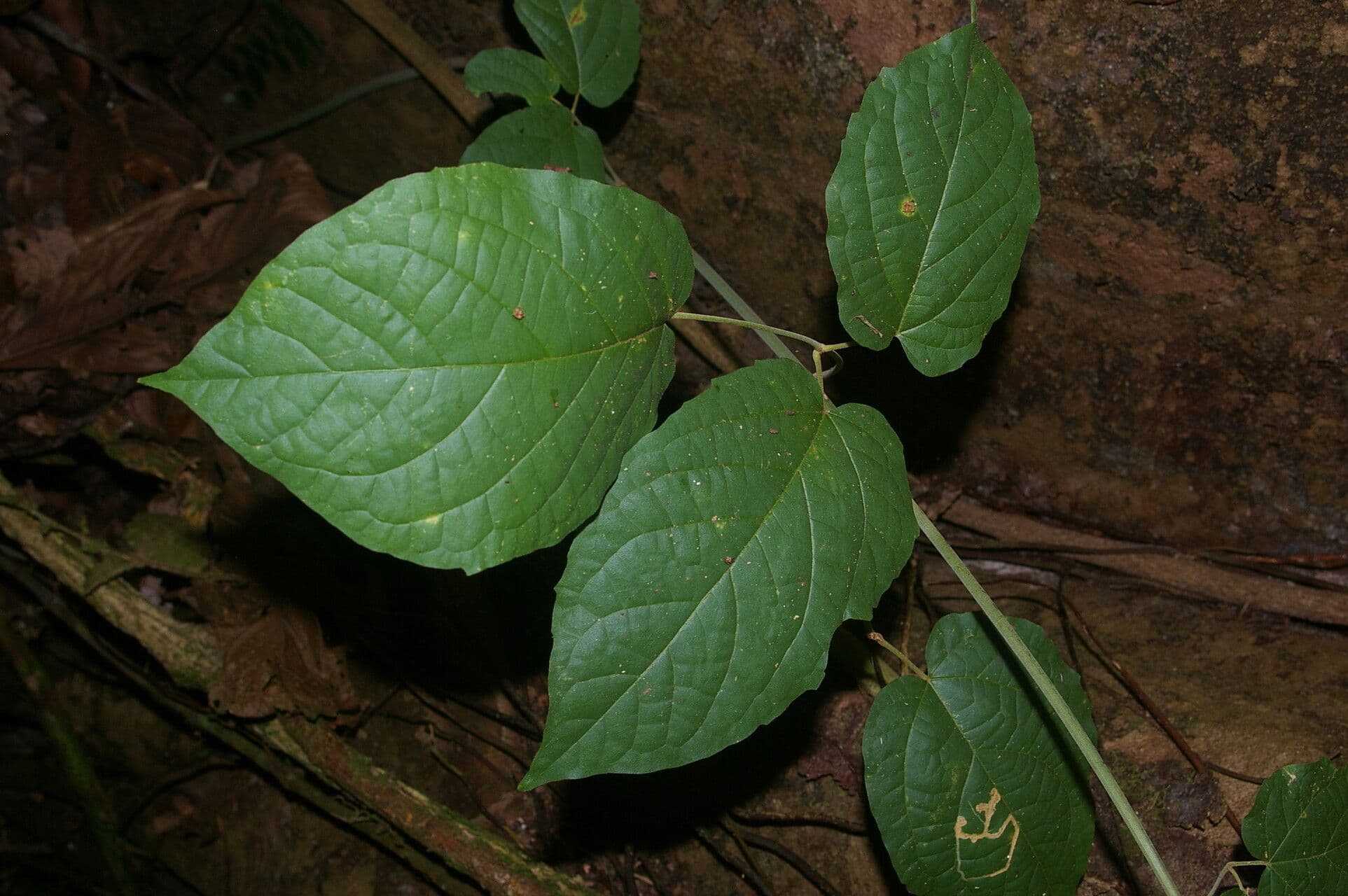 Stizophyllum riparium