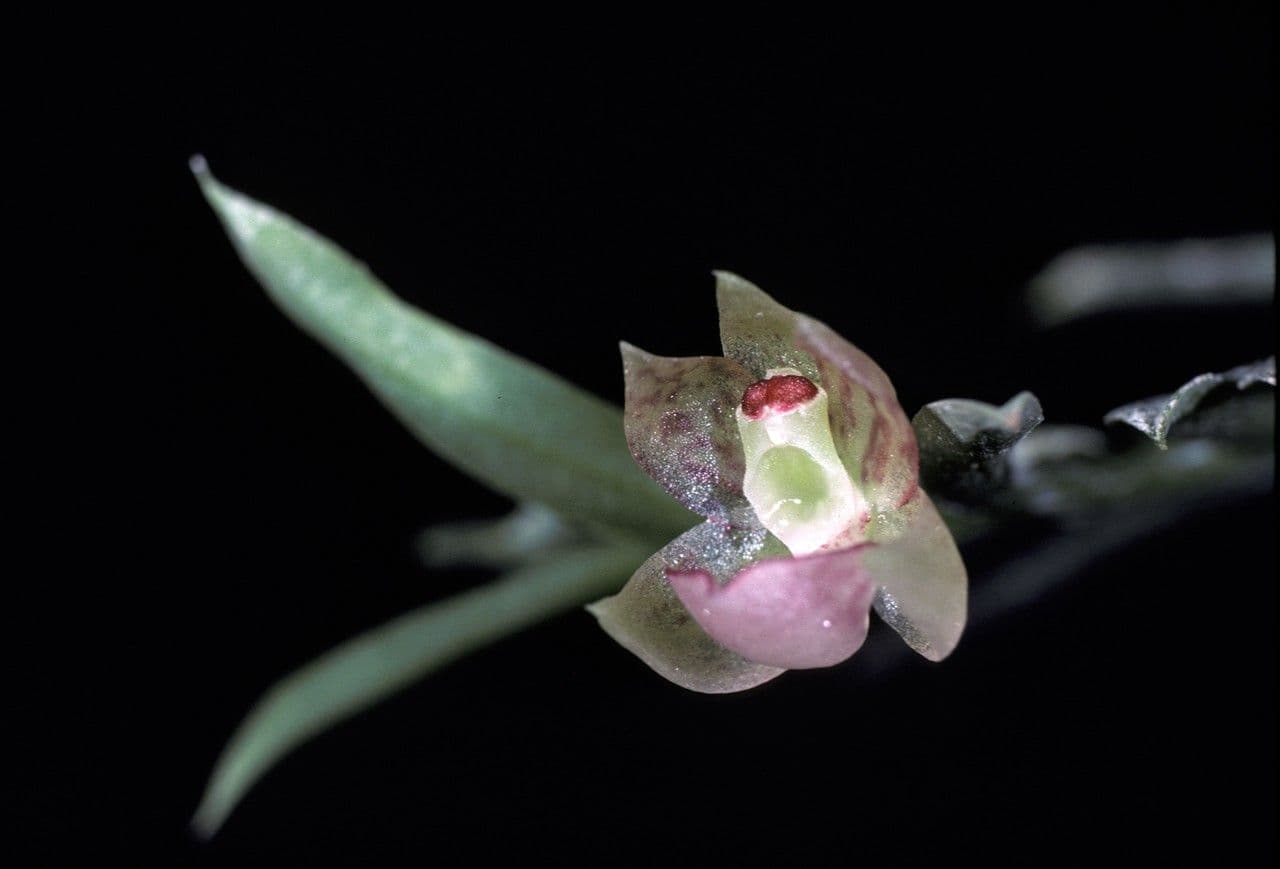 Dichaea 2