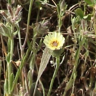 Tolpis barbata 22