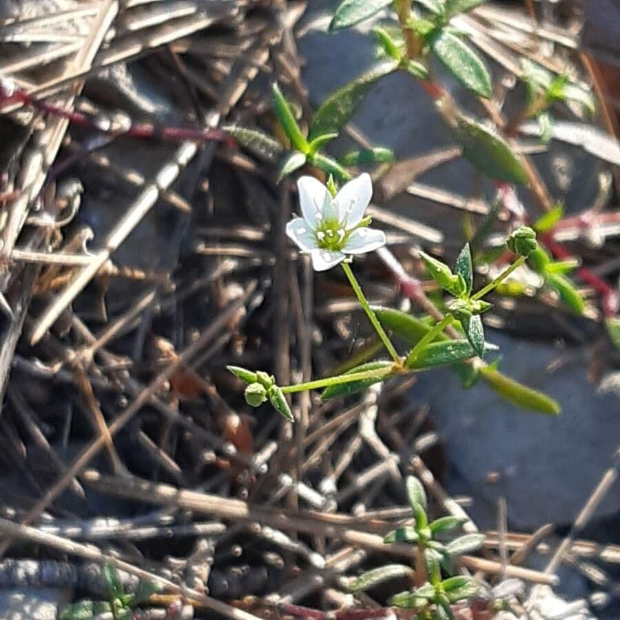 Arenaria