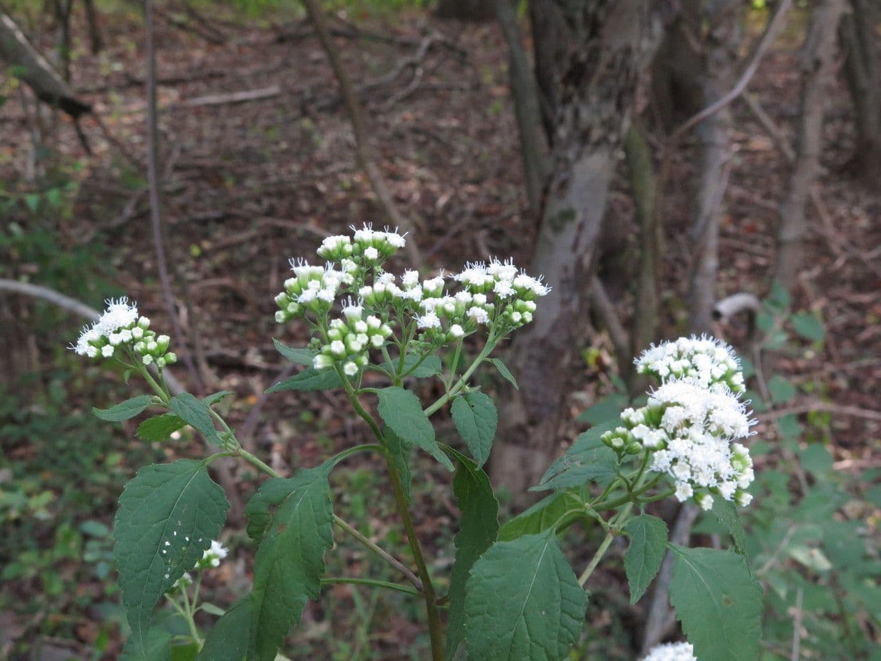 Ageratina aromatica 8