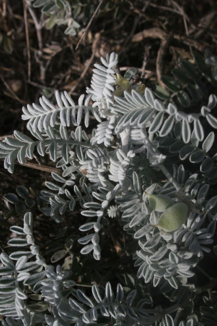 Astragalo 17