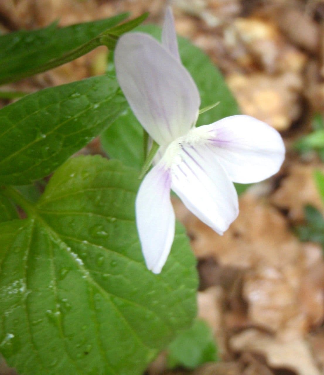 Viola 5