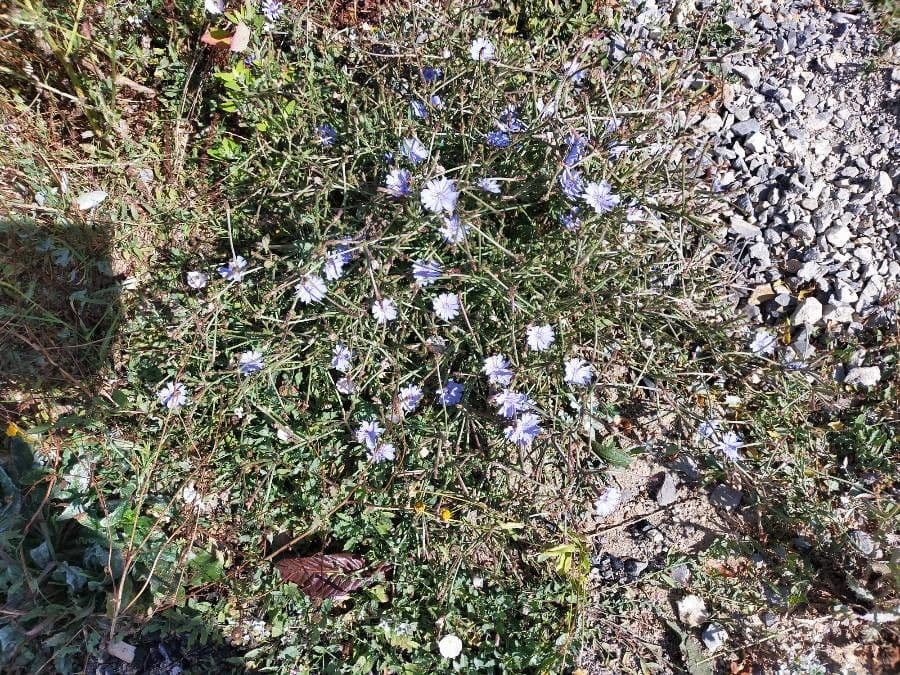 Cicoria spinosa 10