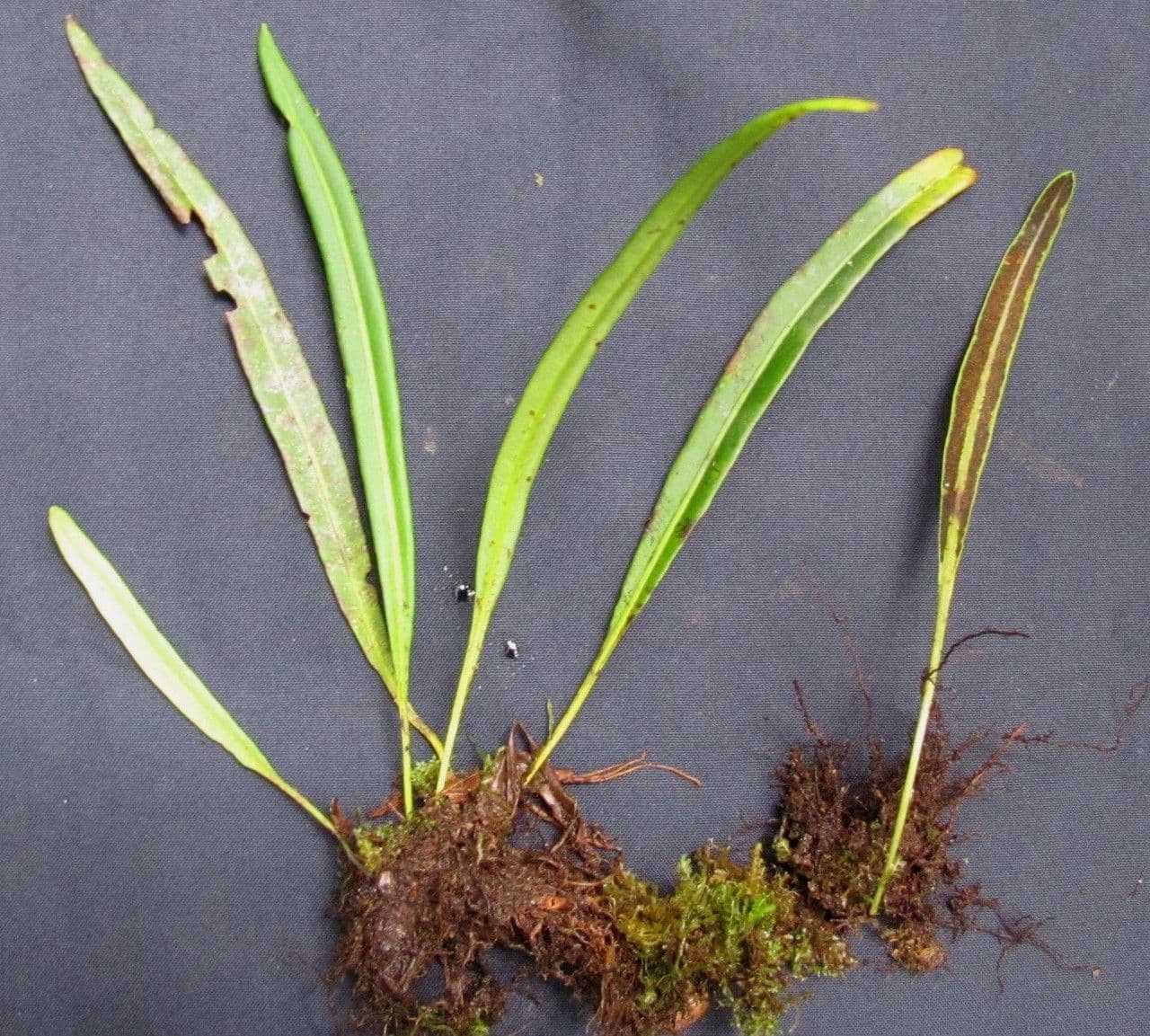 Elaphoglossum 5