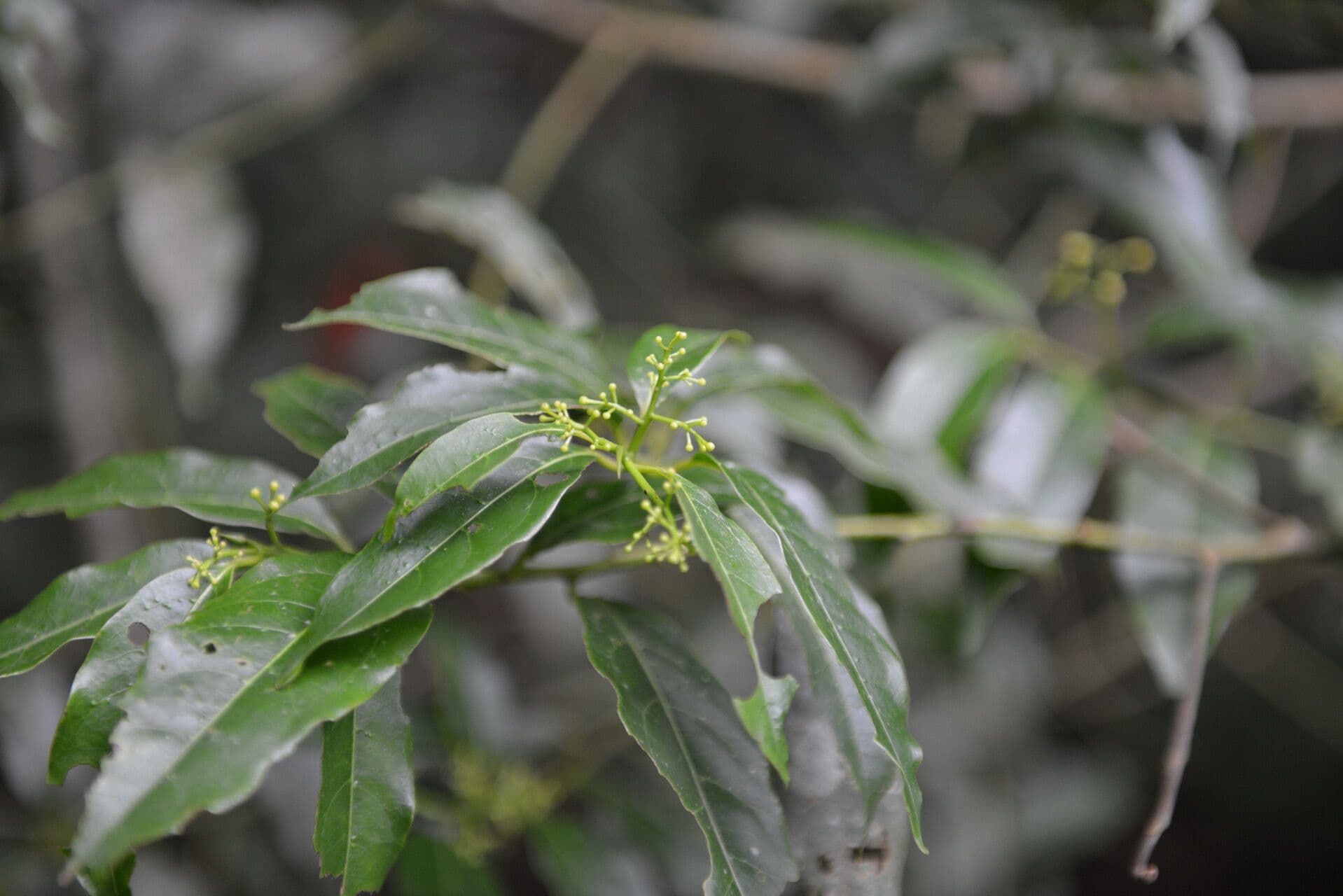 Ocotea tenera 7