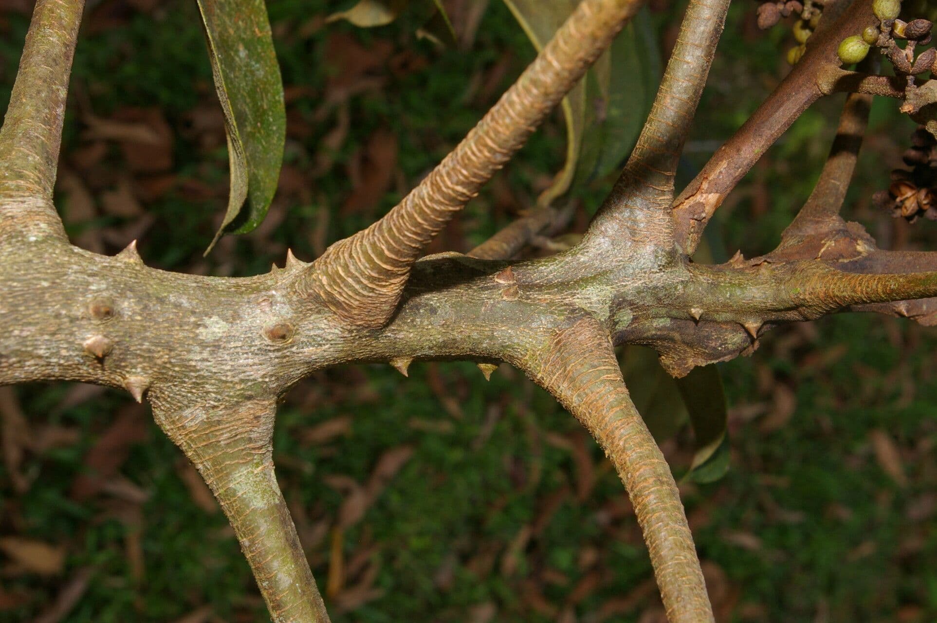 Zanthoxylum 13