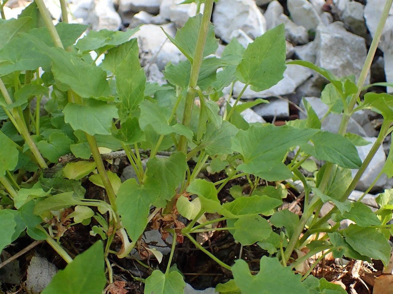 Valeriana trifogliata 11