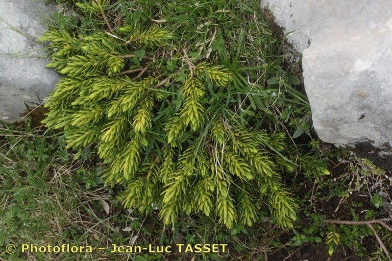Tamerice 5