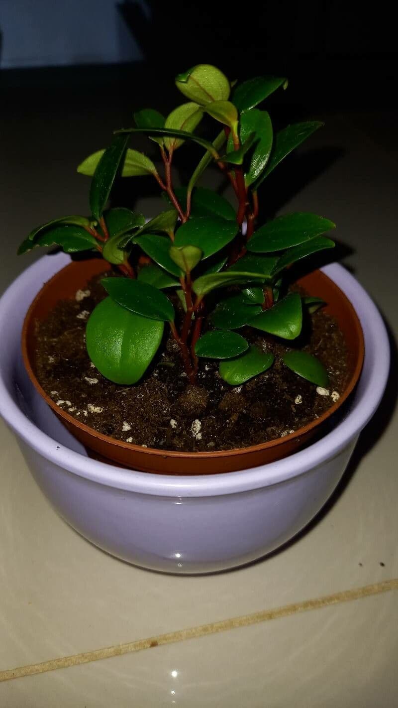 Peperomia glabra 9